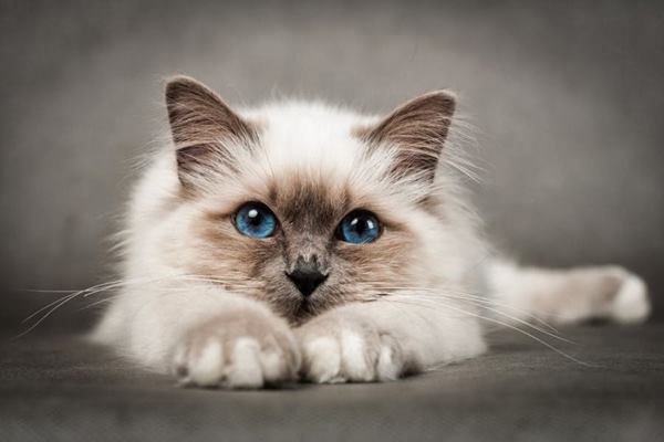Imena za mačke – Top 50 predivnih imena za vašu mačku